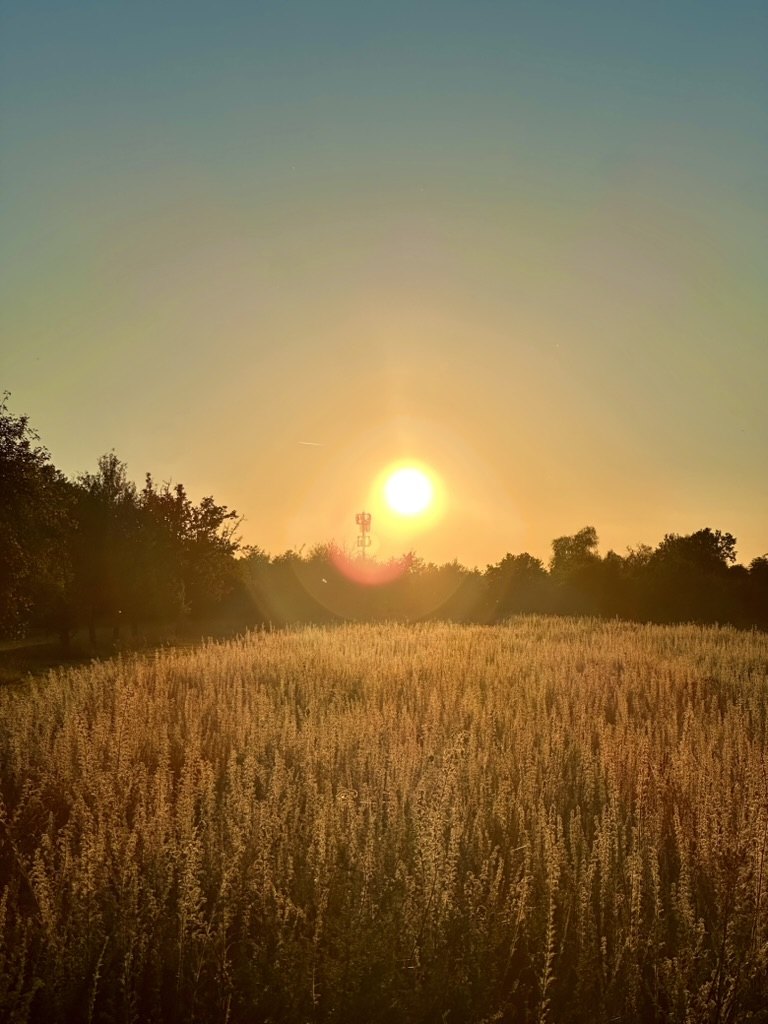 Sonnenaufgang über einem Feld mit hohen, golden leuchtenden Gräsern; die Sonne steht knapp über einer dunklen Baumreihe